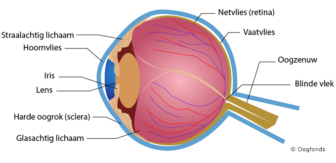 Anatomie Oog M Eyebuddy 0556